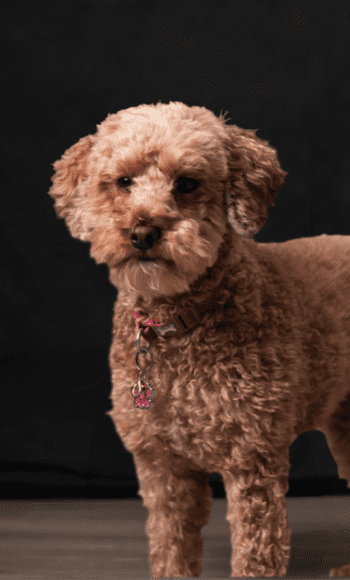 Winnie
