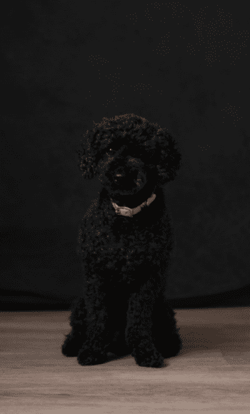 Layla